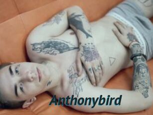 Anthonybird