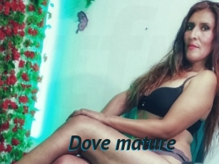 Dove_mature