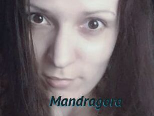 Mandragora