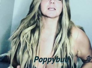 Poppybud